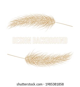 Pampas dry grass frame. Branch of pampas grass. Panicle, feather flower head. Vector