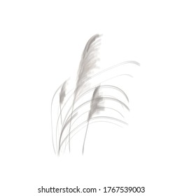 Pampas Grass. Botanical Vector Illustration. Neutral Colors. Pencil Texture