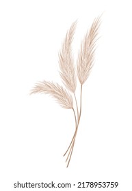 Rama de pasto pampas. Pluma de cabeza de plumas secas, utilizada en arreglos florales, decoraciones, decoración interior, estampado de tela, papel pintado, tarjeta de boda. Elemento de adorno dorado en estilo boho