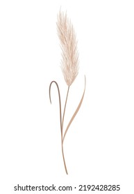 Pampas grass branch. Dry feathery head plume, used in flower arrangements, ornamental displays, interior decoration, fabric print, wallpaper, wedding card. Golden ornament element in boho style