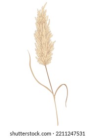 Pampas grass branch. Dry feathery head plume, used in flower arrangements, ornamental displays, interior decoration, fabric print, wallpaper, wedding card. Golden ornament element in boho style