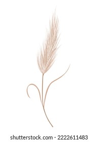 Pampas grass branch. Dry feathery head plume, used in flower arrangements, ornamental displays, interior decoration, fabric print, wallpaper, wedding card. Golden ornament element in boho style