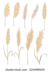 Pampas grass branches collection. Dry feathery head plumes, used in flower arrangements, ornamental displays, interior decoration, fabric print, wallpaper, wedding card. Golden ornament element