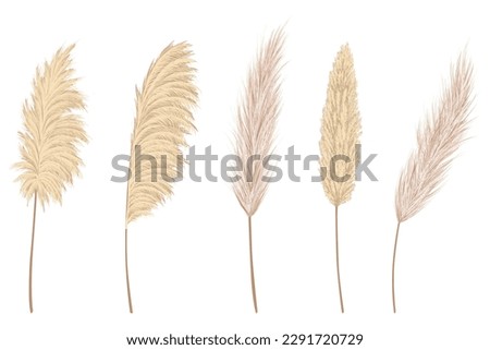 Pampas grass branches collection. Dry feathery head plumes, used in flower arrangements, ornamental displays, interior decoration, fabric print, wallpaper, wedding card. Golden ornament element