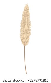 Pampas-Gras-Äste. Trockene Federkopfabstriche, die in Blumenarrangements, Ziervorführungen, Innendekoration, Stoffdruck, Tapeten, Hochzeitskarte verwendet werden. Goldenes Ornament im Barockstil