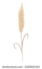 Pampas-Gras-Äste. Trockene Federkopfabstriche, die in Blumenarrangements, Ziervorführungen, Innendekoration, Stoffdruck, Tapeten, Hochzeitskarte verwendet werden. Goldenes Ornament im Barockstil