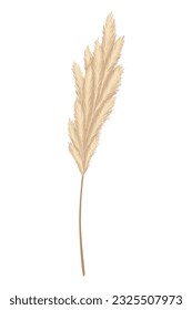 Pampas-Gras-Äste. Trockene Federkopfabstriche, die in Blumenarrangements, Ziervorführungen, Innendekoration, Stoffdruck, Tapeten, Hochzeitskarte verwendet werden. Goldenes Ornament im Barockstil