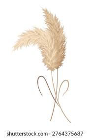 Pampas grass branches. Dry feathery head plumes, used in flower arrangements, ornamental displays, interior decoration, fabric print, wallpaper, wedding card. Golden ornament element in boho style