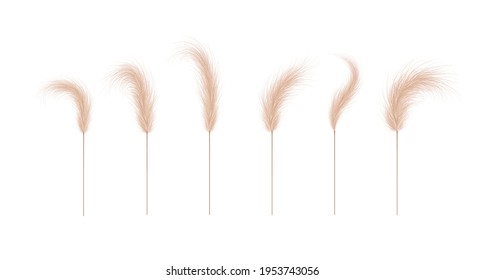 Pampas grass collection. Floral ornament elements in boho style. Vector illustration isolated on white background. Trendy design for wedding invitations, postcards, interior or flower arrangements.