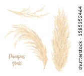 Pampas grass golden. Vector illustration. Floral ornamental grass. feathery flower head plumes, used in flower arrangements, ornamental displays, decoration