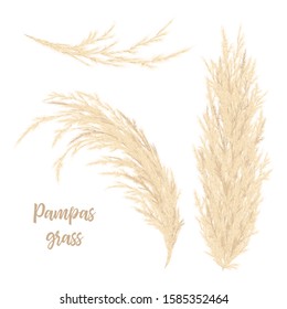 Pampas grass golden. Vector illustration. Floral ornamental grass. feathery flower head plumes, used in flower arrangements, ornamental displays, decoration