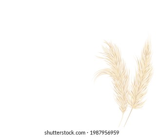  Pampas grass on a white background in a hand drawn style . Cream branch of dry grass. Panicle Cortaderia selloana . Template for a wedding card. Vector background.
