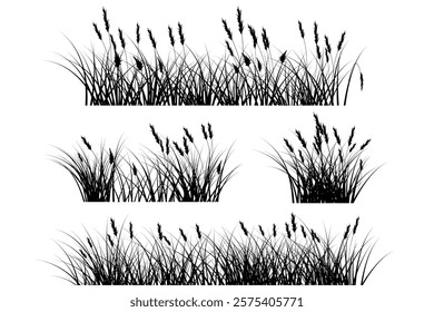 pampas grass silhouette black, reeds grass