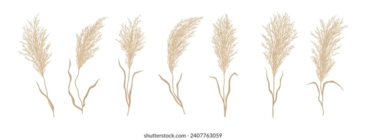 Pampas grass. Steppe nature or prairie flora dried plant, autumn garden or house interior element isolated vector. Bending on wind pampas grass branches with dried leaves and seeds collection