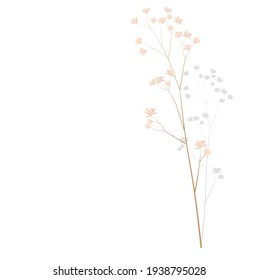 Pampas grass vector stock illustration . Cream branch of dry grass. Panicle Cortaderia selloana South America, feather flower head plumes step. golden color. Template for a wedding card.