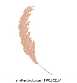 Pampas grass wheat is isolated on a white background. Pampas for the design of jewelry, invitations, and postcards. Vector illustration in a flat style.