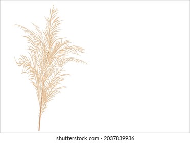 pampas colores naturales y vectores