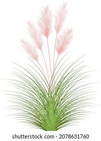 Pampas  pink grass stems.Floral ornament elements in boho style.Planta seca para decoración, marco, fondo, impresión de tela, textil retro, papel tapiz.