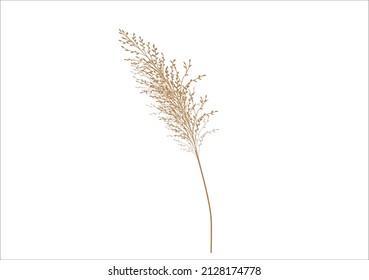 pampas vector design hand drawn