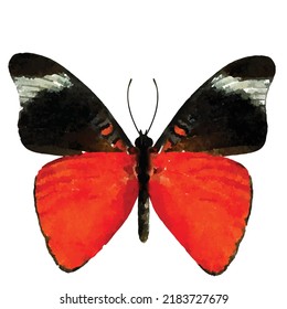 Panacea prola. Red butterfly vector illustration. Butterfly on white background. Entomology. Moth hand drawn. Cartoon style butterfly. Picture for logo, design and greeting card.