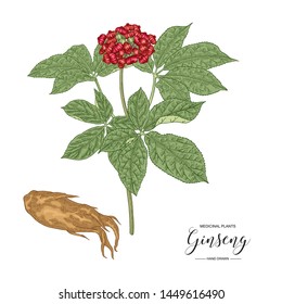 Panax Ginseng. Hand drawn root, leaves and berries of Ginseng isolated on white background. Medicinal plant collection. Colorful vector illustration. 