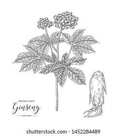 Panax Ginseng. Hand drawn root, leaves and berries of Ginseng isolated on white background. Medicinal plant collection. black and white vector illustration. 