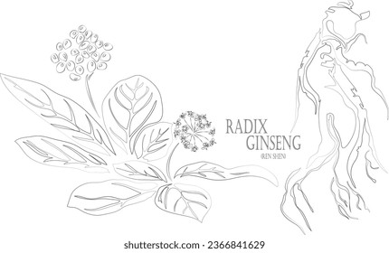 Panax ginseng or Ren Shen root vector contour. Medicinal Radix Ginseng outline. Set of Radix Ginseng root and berries in Line for pharmaceuticals and coocking. Contour drawing of medicinal herbs