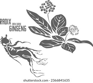 Panax ginseng, Ren Shen root vector silhouette. Medicinal Radix Ginseng plant outline. Set of Radix Ginseng root, flowers in Line for pharmaceuticals and coocking. Contour drawing of medicinal herbs