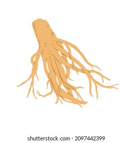 Panax ginseng root. Vector hand drawn illustration. Isolated on white background.