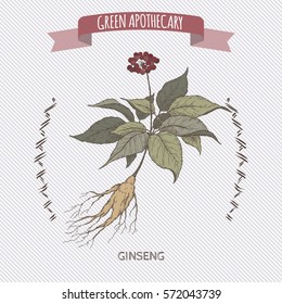 Panax quinquefolius aka ginseng color hand drawn sketch. Green apothecary series. Great for traditional medicine, gardening or cooking design.