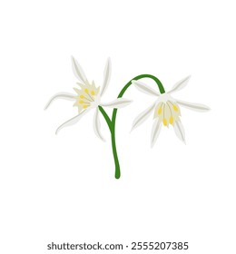 Pancratium sickenbergeri. Plant. Color vector illustration.