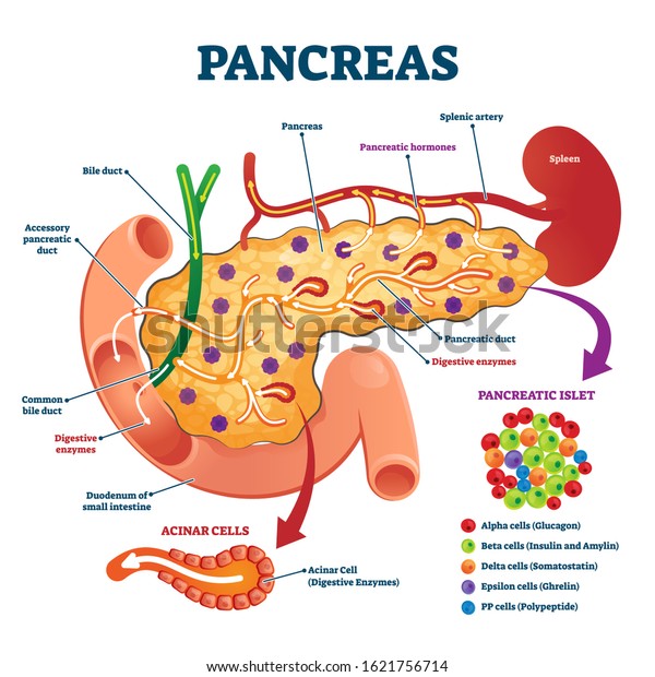 Pancreas Anatomical Cross Section Model 600w 1621756714 