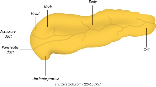 Pancreas Anatomy