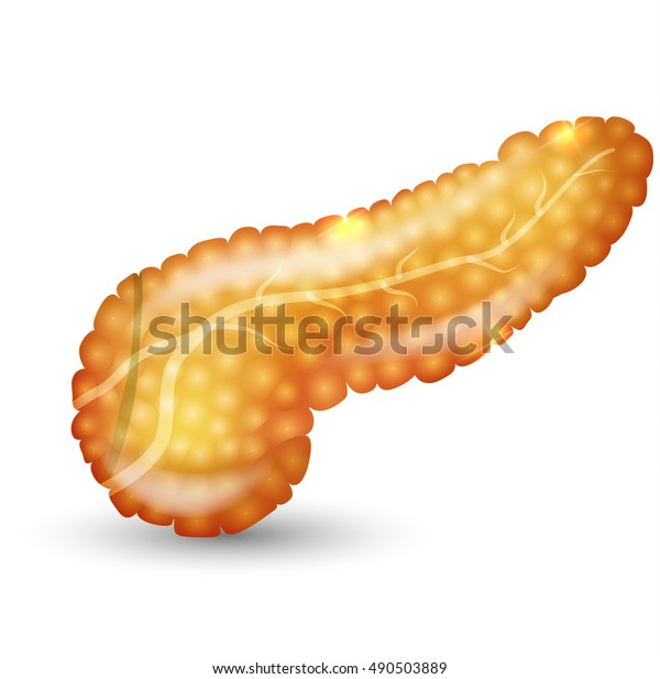 Pancreas Anatomy Beautiful Bright Illustration Stock Vector (Royalty ...