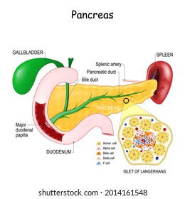 pancreas anatomy. Close-up of Cell Structure of islet langerhans. gallbladder, bile duct, pancreatic duct, and major duodenal papilla. spleen and splenic artery. Vector illustration