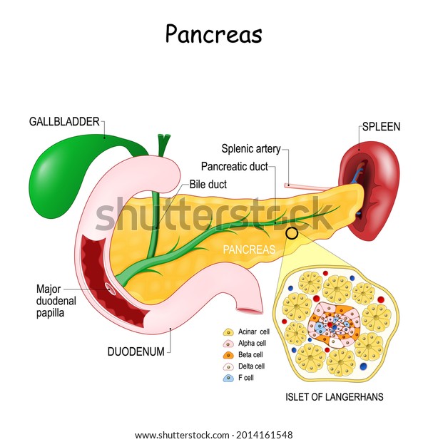 Pancreas Anatomy Closeup Cell Structure Islet Stock Vector (Royalty ...