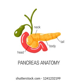 Pancreas Anatomy Concept Medical Vector Diagram: เวกเตอร์สต็อก (ปลอดค่า