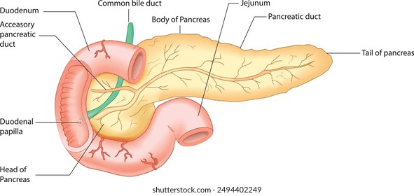 Pancreas anatomy drawing with description