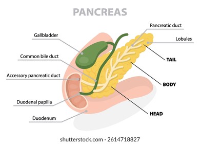 Pancreas anatomy drawing with description. Flat vector poster on white background.