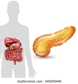 Pancreas anatomy and human silhouette with internal organs, gallbladder, intestine, stomach and spleen on a white background.