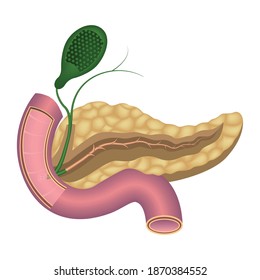 Pancreas anatomy. Main duct and large papilla. Sectional gallbladder. Duodenum. Vector illustration.