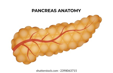 Pancreas Anatomy Science Design Vector Illustration