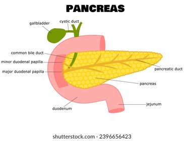 Pancreas anatomy.Internal organs.Digestive enzymes.Human body.Medical education.Infographic or diagram for science and biology.Anatomical and healthcare concept.Cartoon vector illustration.Graphic.