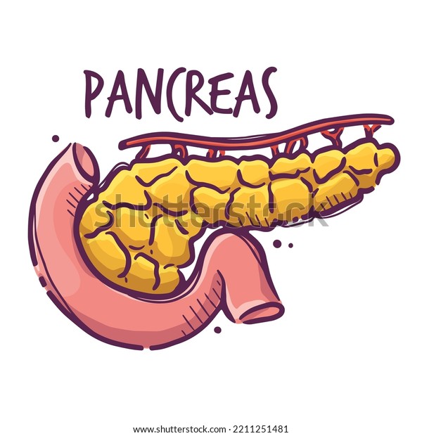 Pancreas. Animals and humans internal\
organs. Medical theme for posters, leaflets, books, stickers. Human\
organ anatomy. Vector hand drawn style\
illustration.