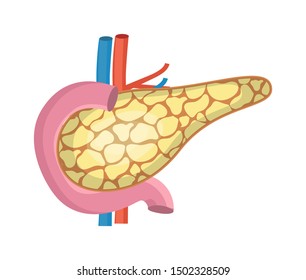 Pancreas Arteries Shown Internal Organ Digestive Stock Vector (Royalty ...