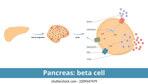 Pancreas: Beta Cells. β-cells Are A Type Of Cell Found In Pancreatic Islets That Synthesize And Secrete Insulin And Amylin. Pathway Of Glucose-stimulated Insulin Secretion.