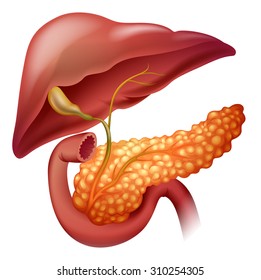 Pancreas cancer diagram in detail illustration