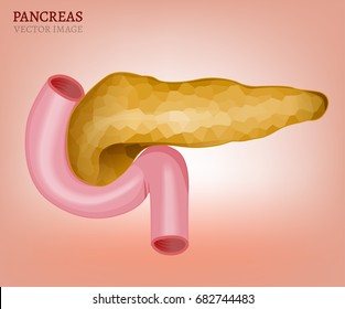 Pancreas and duodenum image isolated on a light pink background. Medical vector illustration of the internal organs.