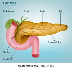 Pancreas Duodenum Image On Light Blue Stock Vector (Royalty Free ...