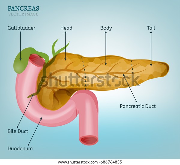 Pancreas Duodenum Image On Light Blue Stock Vector (Royalty Free ...